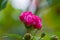 A closeup Red cotton rose in blossom