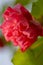 Closeup Red cotton rose with soft focus