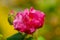 Closeup Red cotton rose under natural light