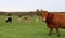 Closeup of red cow with mixed breeds of cows with their calves in the field