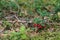 Closeup of red cowberries (Vaccinium vitis-idaea) with leaves in a forest. Natural background. Ripe red lingonberry,