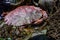 Closeup of a red crab hiding in seaweed at low tide, Golden Gardens Park, Washington, USA