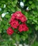 Closeup red crape myrtle flowers