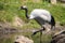 Closeup of a red-crowned crane Grus japonensis, also called th