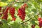Closeup of red currant bush full of colorful juicy ripe berries