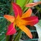 Closeup of red daylily flower