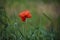 Closeup of a red decorative poppy flower. Poppies are blooming in the garden