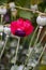 Closeup of a red decorative poppy flower. Poppies are blooming in the garden