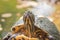 Closeup of a red-eared terrapin (Trachemys scripta elegans)