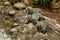 Closeup of the red-eared terrapins, Trachemys scripta elegans on the rock.