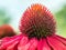 Closeup of red echinacea