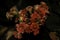 Closeup of red florist kalanchoe under the lights with a dark blurry background