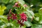 Closeup red flower of Chinese honeysuckle, Rangoon creeper growing in Asia