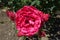 Closeup of red flower of striped rose cultivar