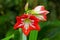 Closeup red flower of wet Hippeastrum plant with raindrop, blurred green background.