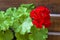 Closeup of red flowering pelargonium