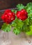 Closeup of red flowering pelargonium