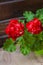 Closeup of red flowering pelargonium