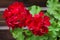 Closeup of red flowering pelargonium on wooden fence background