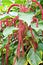 Closeup red flowers Acalypha hispida chenille plant in garden with soft selective focus for pretty background ,macro image ,delica