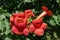 Closeup of red flowers of Campsis radicans