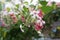 Closeup of Red flowers of Chinese honeysuckle or Rangoon creeper Combretum indicum or Quisqualis indica