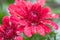 Closeup of red flowers of Chrysanthemum morifolium