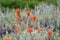 Closeup of the red flowers of Wyoming Indian Paintbrush blooming in the wild, Grand Teton National Park, WY