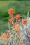 Closeup of the red flowers of Wyoming Indian Paintbrush blooming in the wild, Grand Teton National Park, WY