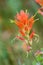 Closeup of the red flowers of Wyoming Indian Paintbrush blooming in the wild, Grand Teton National Park, WY