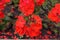 Closeup of red flowers of zonal pelargonium