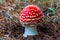 Closeup red flyagaric mushroom