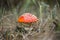 Closeup red flyagaric mushroom