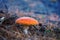 Closeup red flyagaric mushroom in a forest