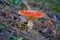 Closeup red flyagaric mushroom in forest