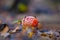 Closeup red flyagaric mushroom in forest