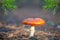 Closeup red flyagaric mushroom in forest