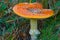 Closeup red flyagaric mushroom in forest