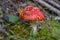 Closeup red flyagaric mushroom in green moss