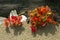 Closeup of red foliage of maple seedlings and driftwood, Maine.