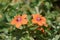 Closeup on the red form of the Scarlet Pimpernel, Lysimachia arvensis in the Mediterranean