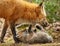 Closeup of a red fox (Vulpes vulpes) in a forest with her cub