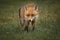 Closeup of a red fox, Vulpes vulpes in the green meadow.