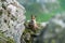 Closeup of a red fox (Vulpes vulpes) near  a rock against blurred background