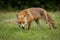 Closeup of a red fox, Vulpes vulpes walking on the green lawn.