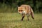 Closeup of a red fox, Vulpes vulpes walking on the green lawn.