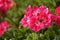 Closeup of red garden geraniums in a field under the sunlight with a blurry background
