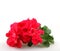 Closeup of red garden geraniums under the lights isolated on a white background