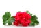 Closeup of red garden geraniums under the lights isolated on a white background