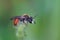 Closeup of red-girdled mining bee, male andrena labiata, on green grass on a blurred background